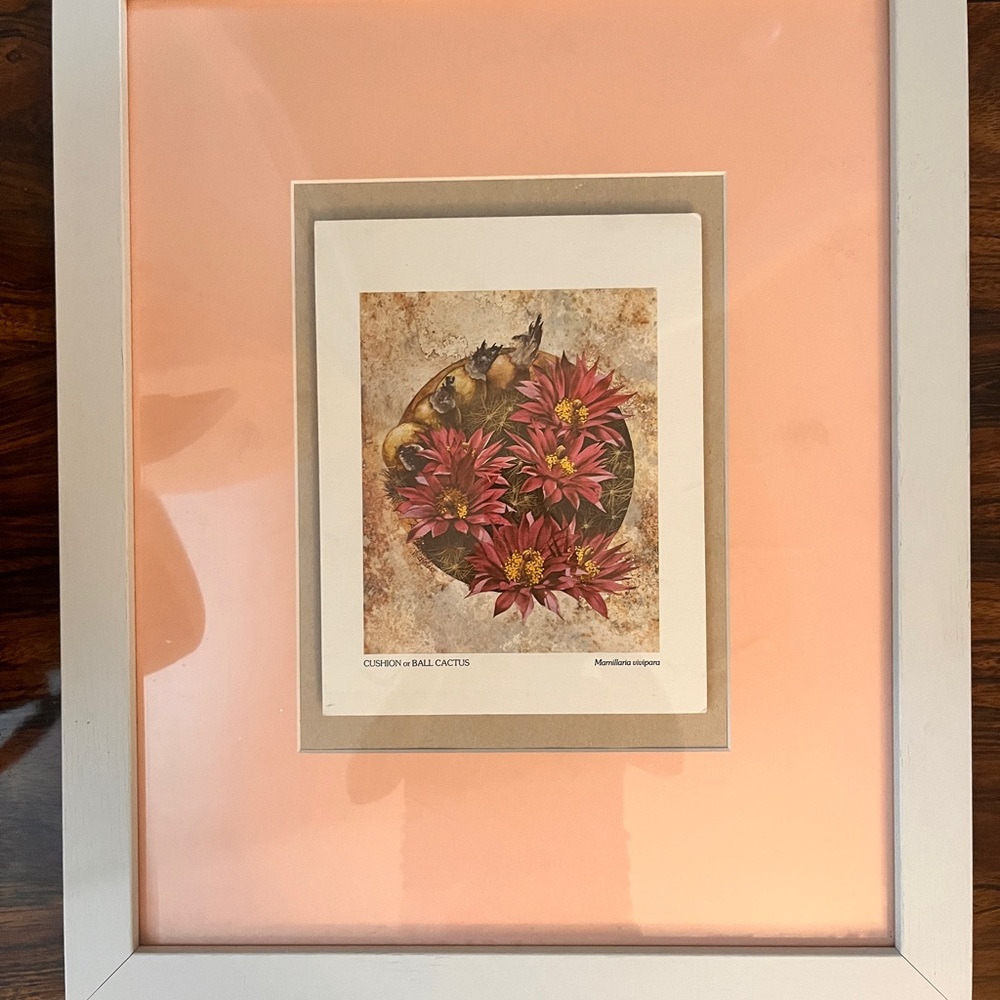 Framed Art Print Cushion Or Cactus Ball with Pink and White 18” x 22”